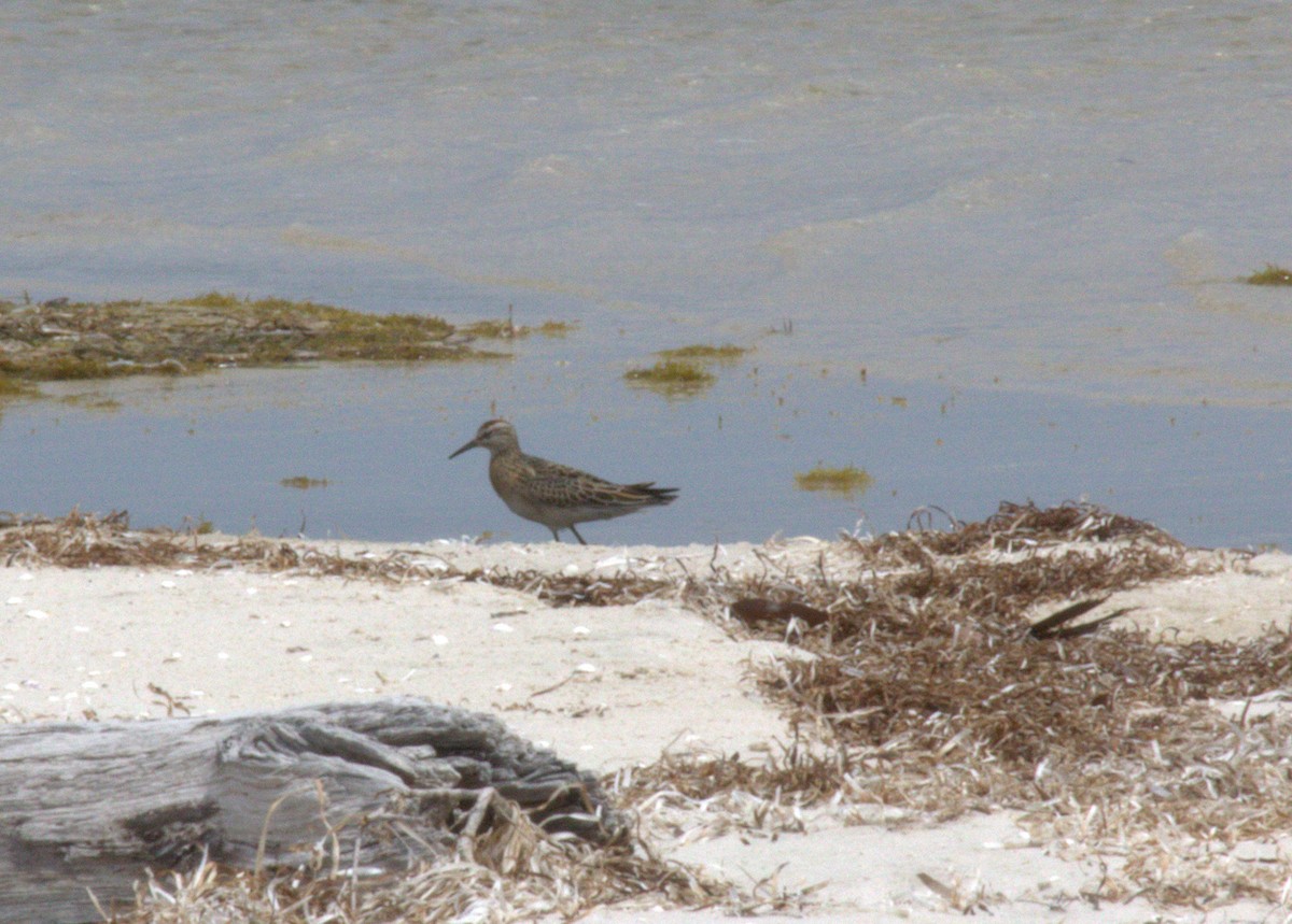 Sharp-tailed Sandpiper - Bruce McKinlay