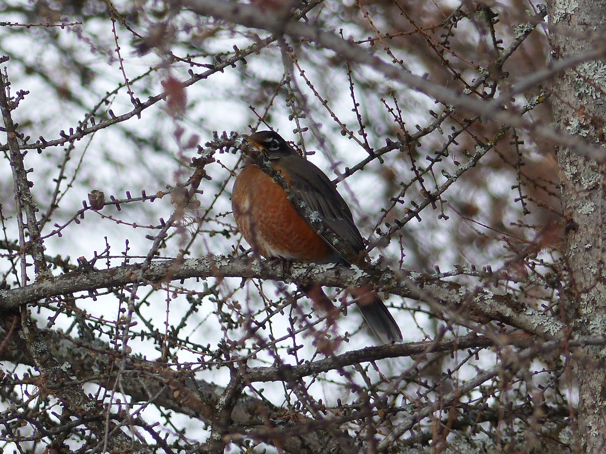 American Robin - ML78362681