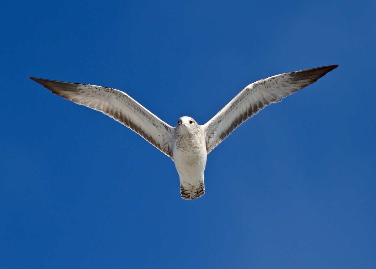 Ring-billed Gull - ML78363761