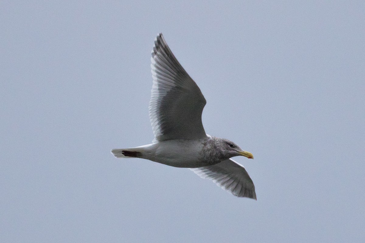 Glaucous-winged Gull - ML78364421