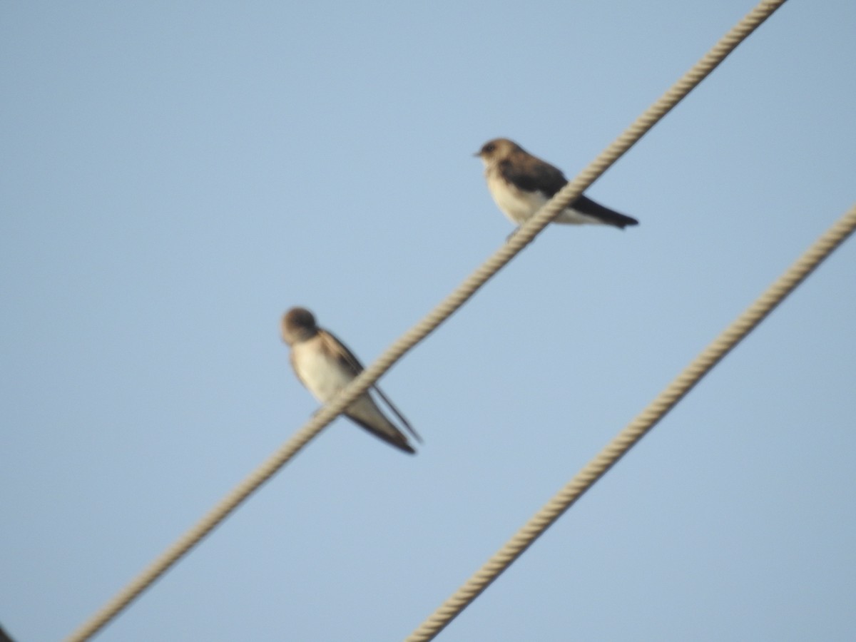 Pale Martin - ML78365051