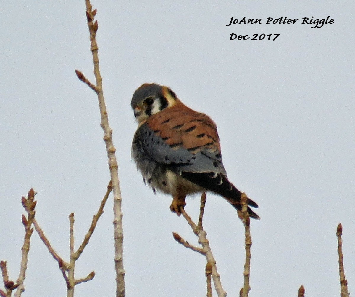 American Kestrel - ML78366741