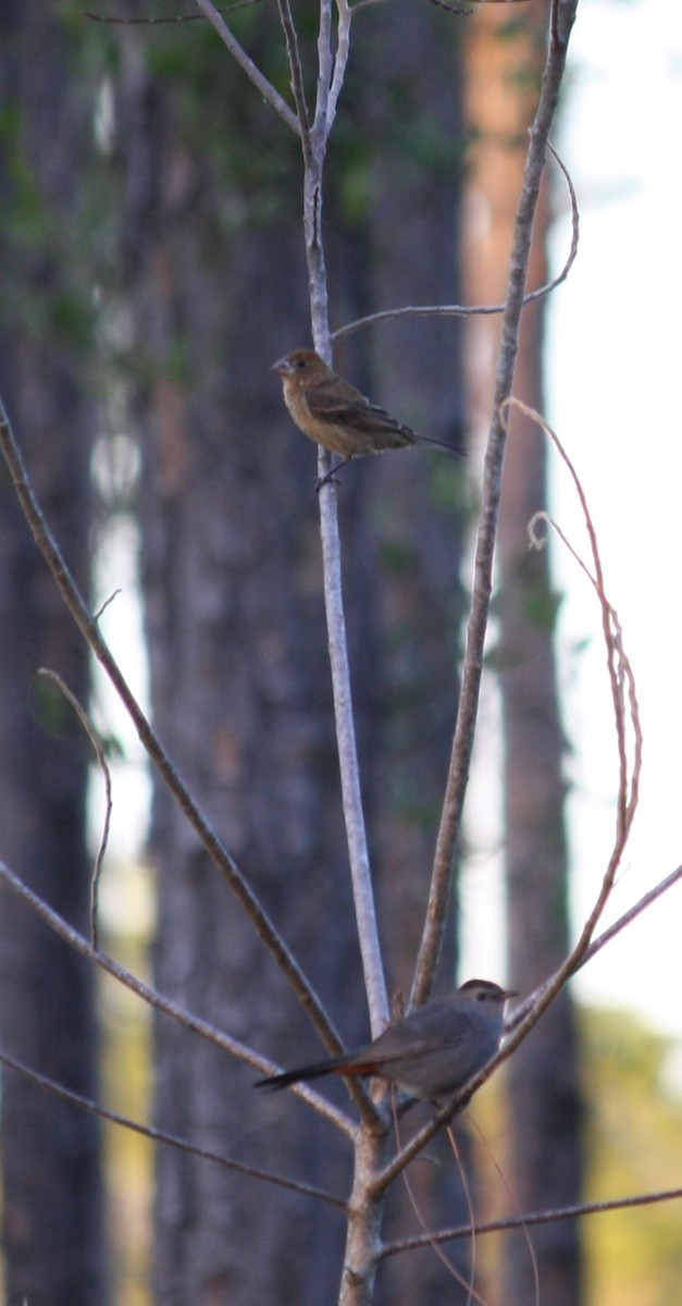 Blue Grosbeak - ML78367961