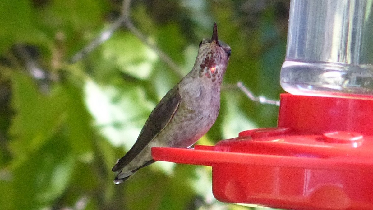 Anna's Hummingbird - Leona Ryter