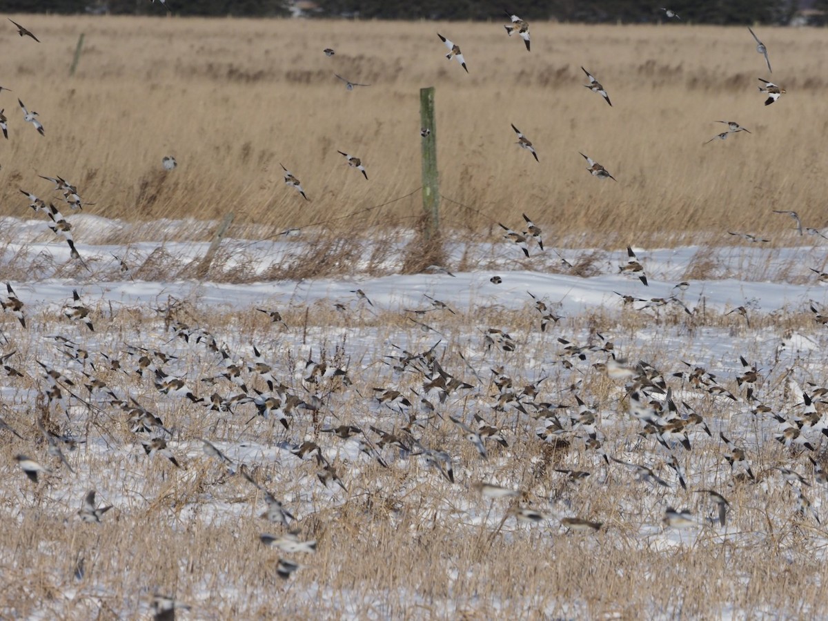 Snow Bunting - ML78369391