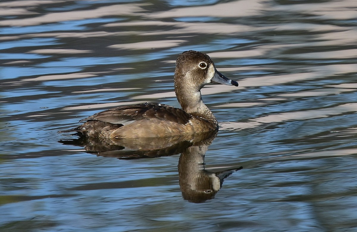 Ring-necked Duck - ML78370321