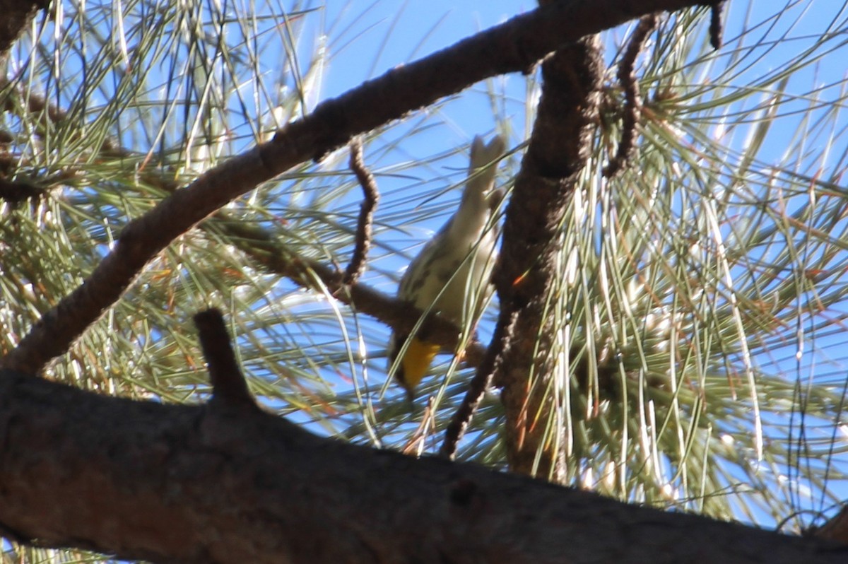 Yellow-throated Warbler - ML78371891