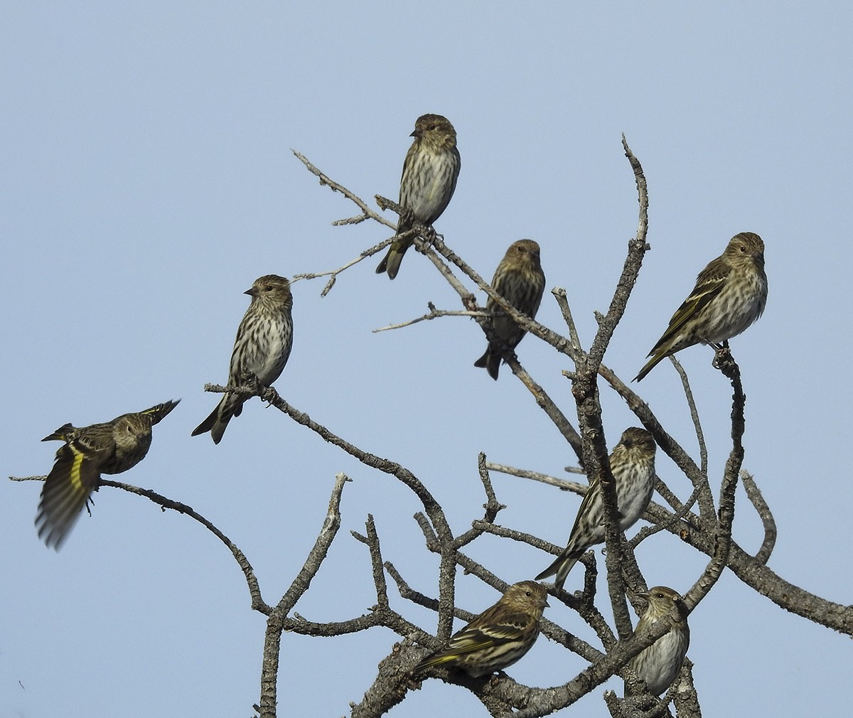 Pine Siskin - ML78374511
