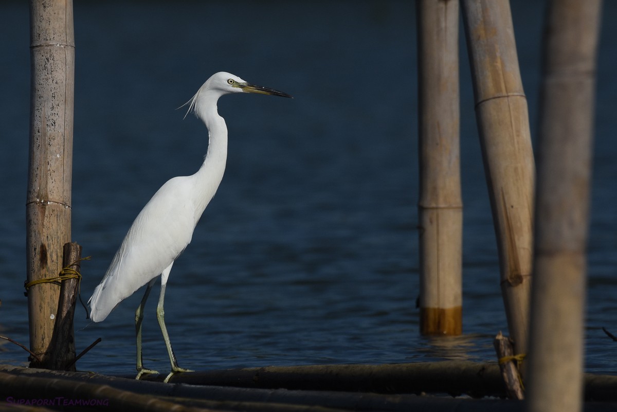 Chinese Egret - ML78374941