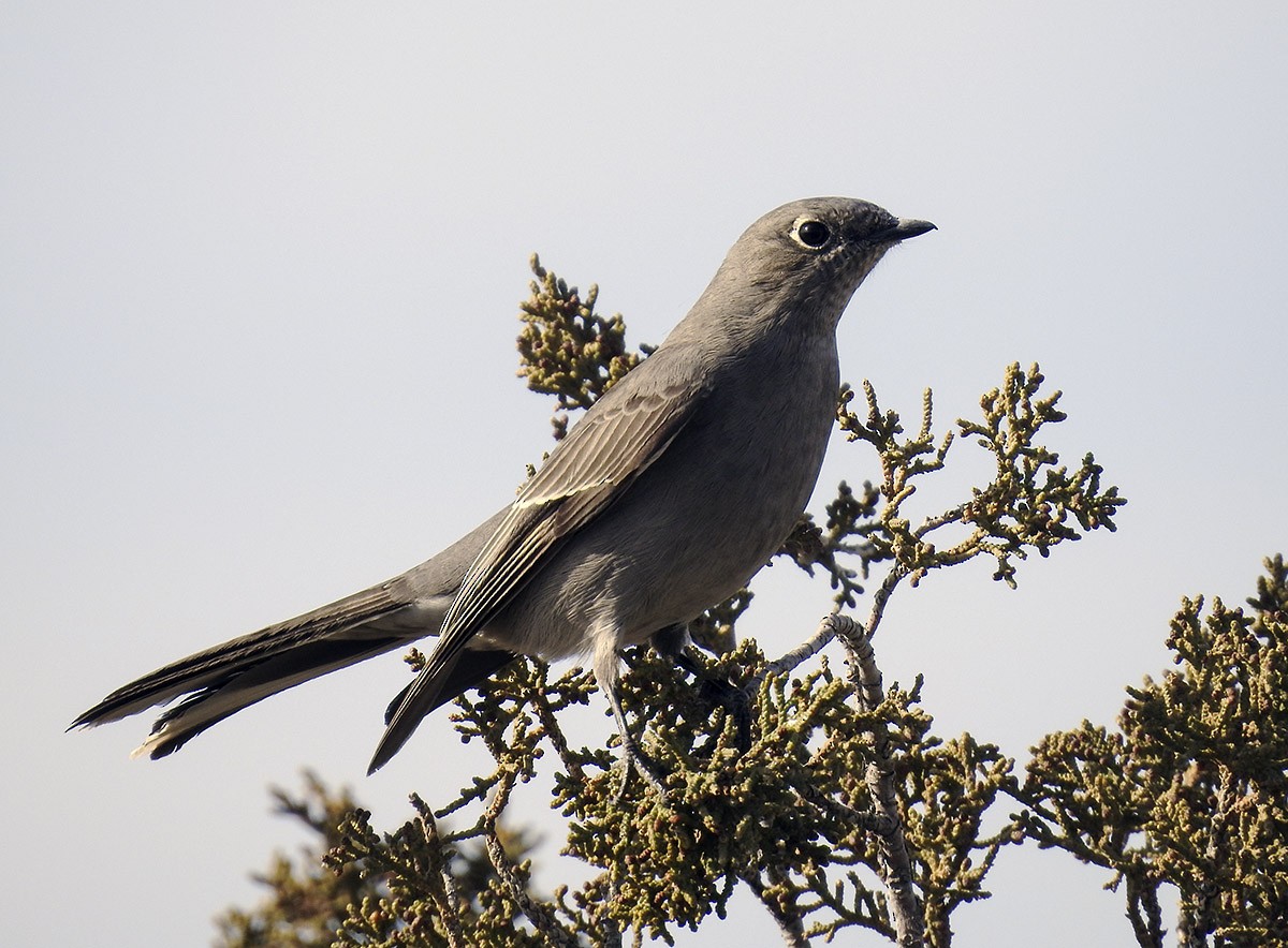 Townsend's Solitaire - ML78374981