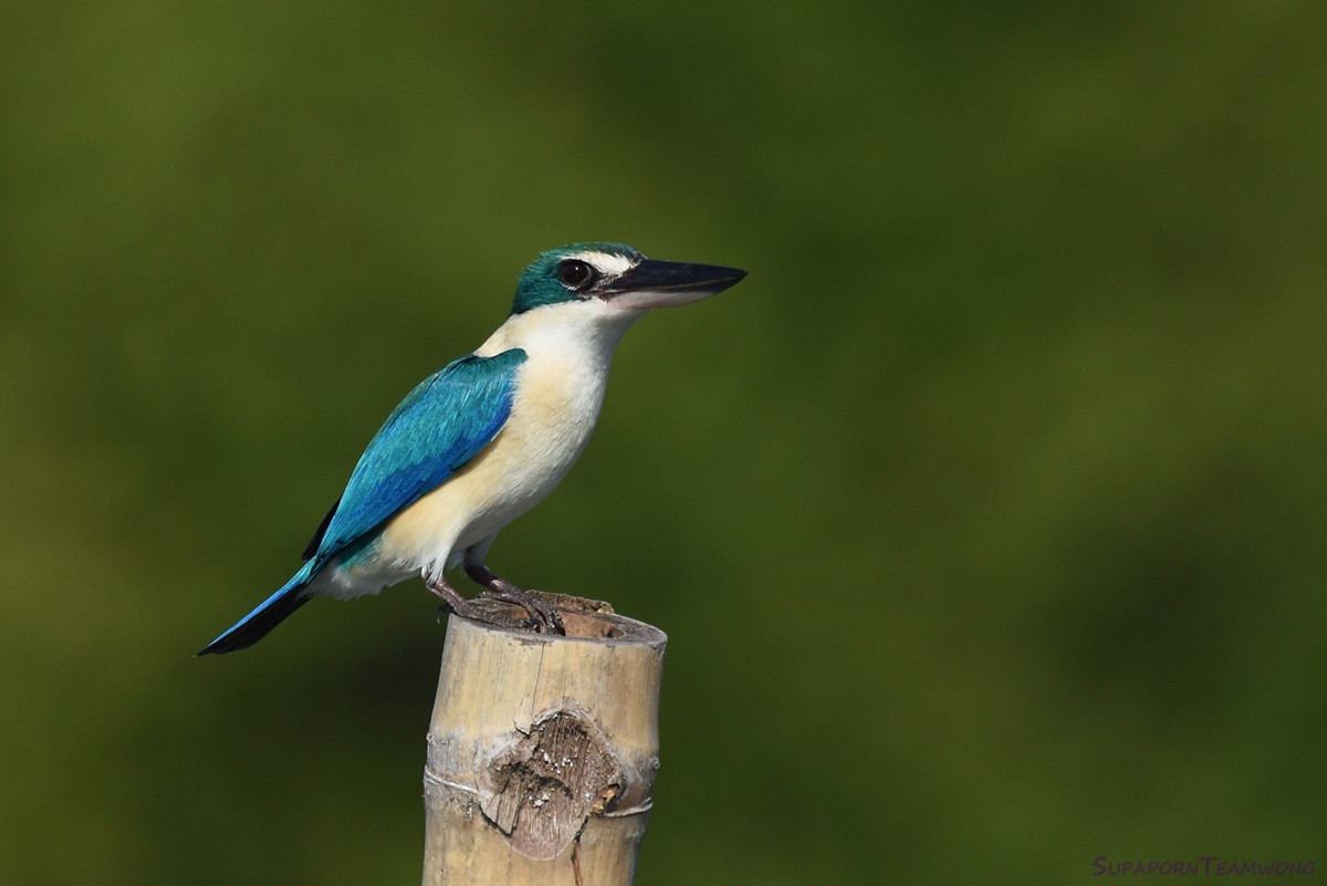 Collared Kingfisher - ML78375071