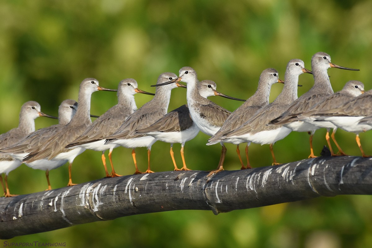 Terek Sandpiper - Supaporn Teamwong