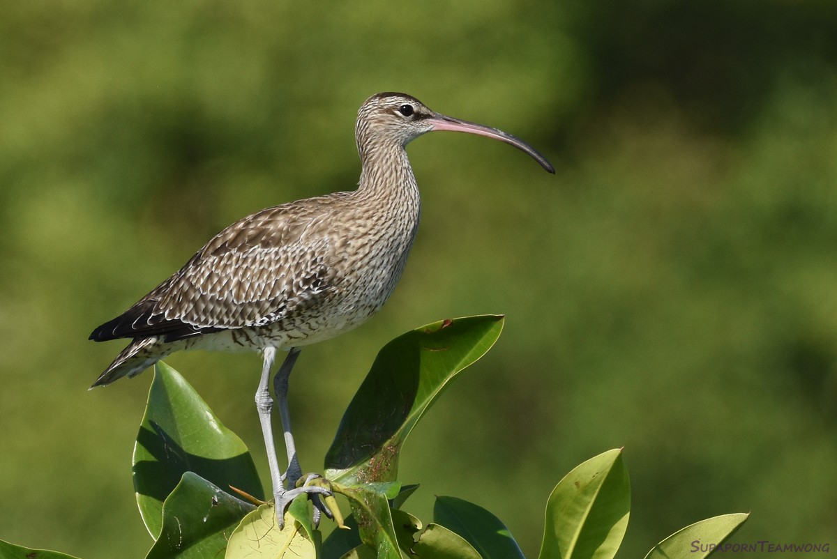 Whimbrel - Supaporn Teamwong