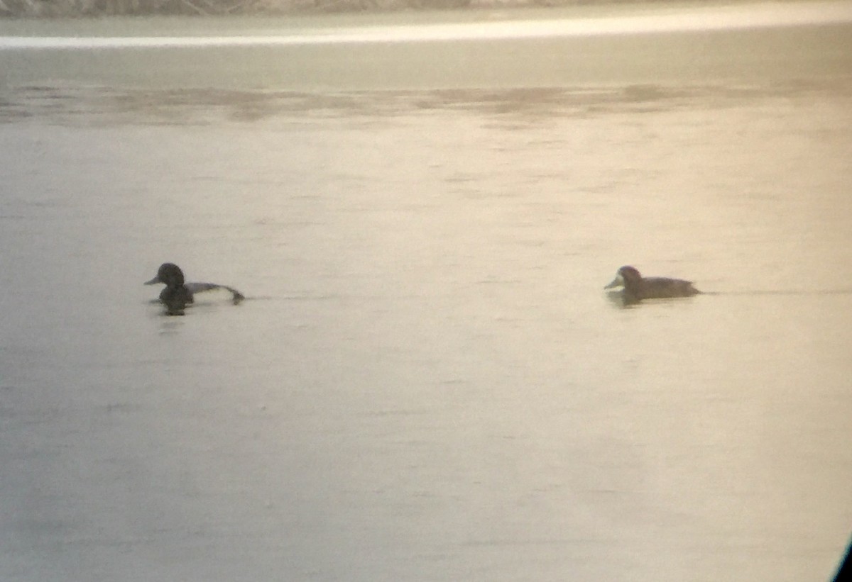 Greater Scaup - ML78376581
