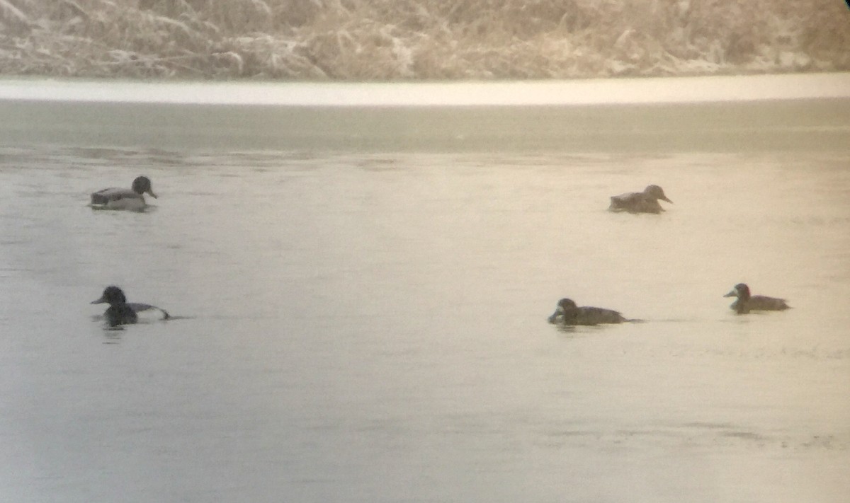 Greater Scaup - ML78376591