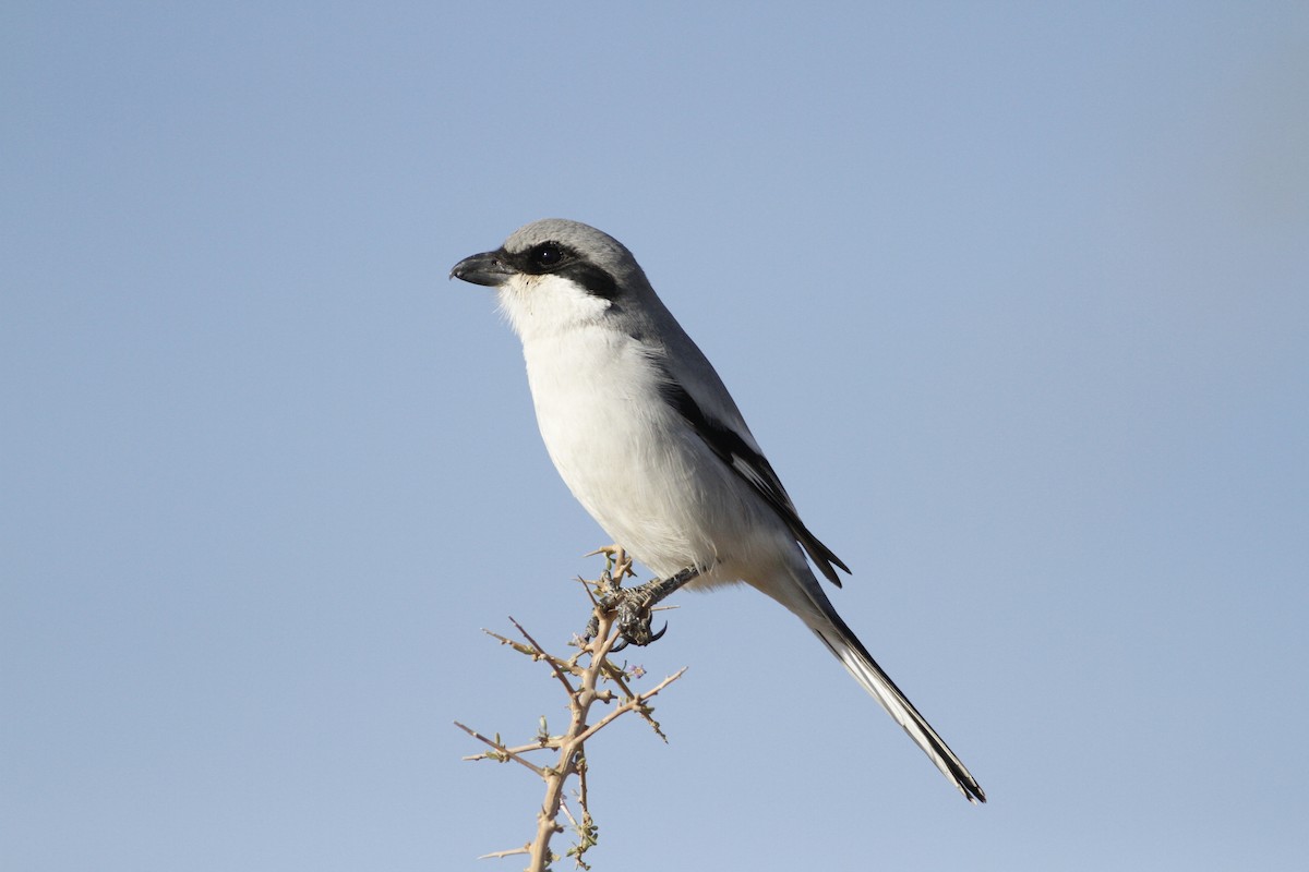 Great Gray Shrike - John Fitzpatrick