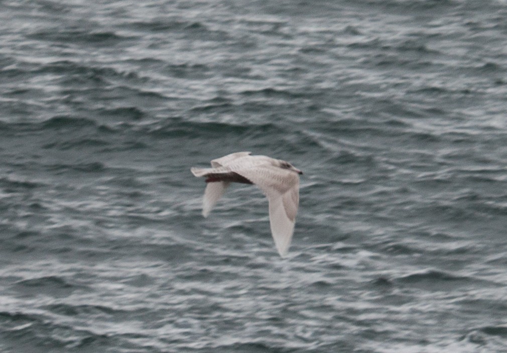 Glaucous Gull - ML78376931