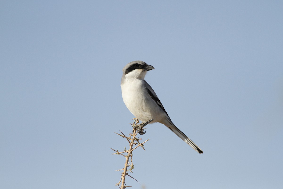 Great Gray Shrike - ML78377111