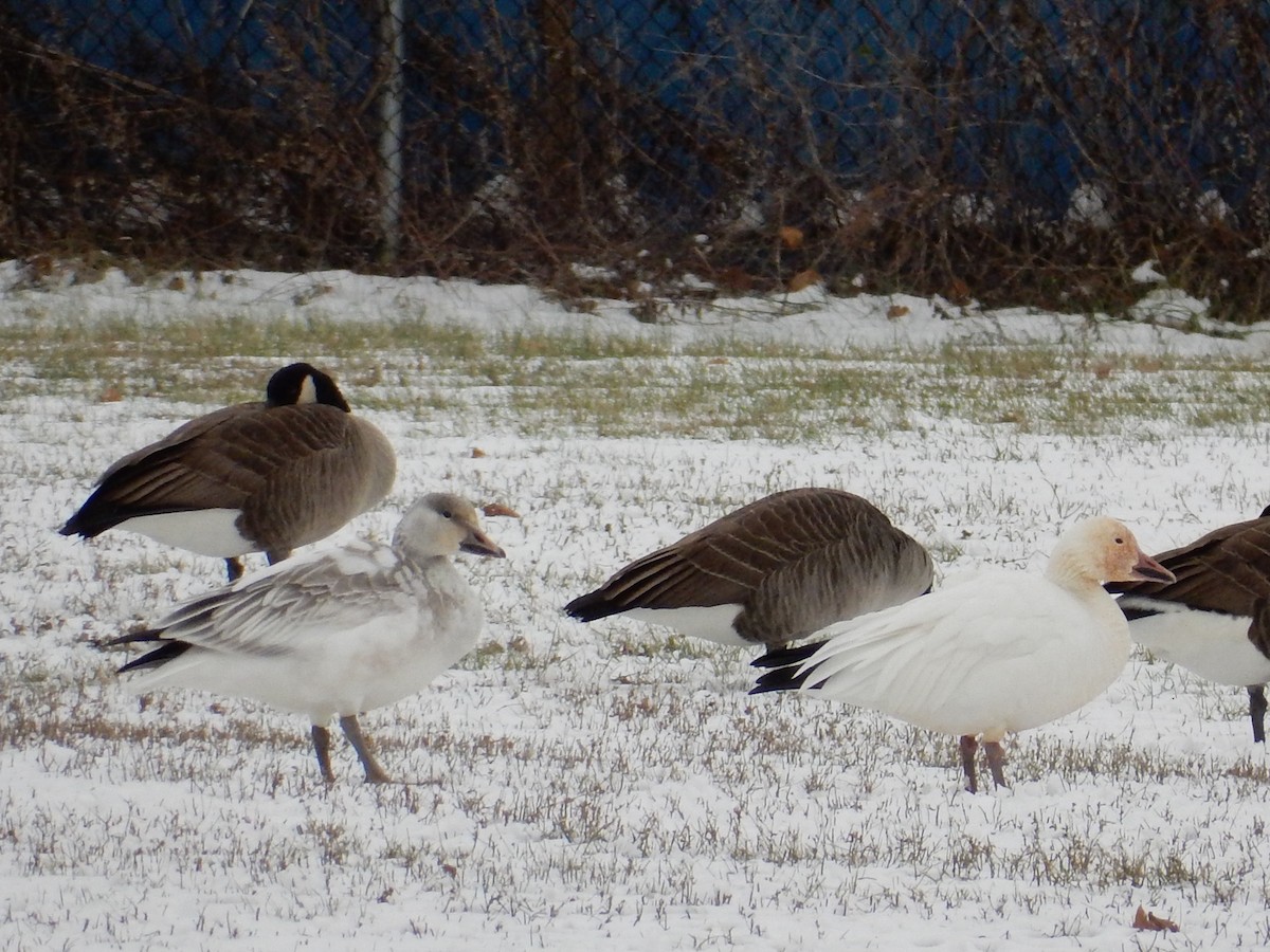 Snow Goose - ML78377751