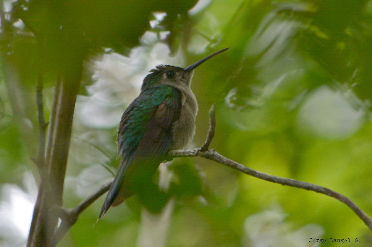 Wedge-tailed Sabrewing - ML78379281