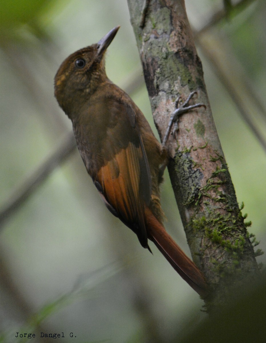 Tawny-winged Woodcreeper - ML78379451