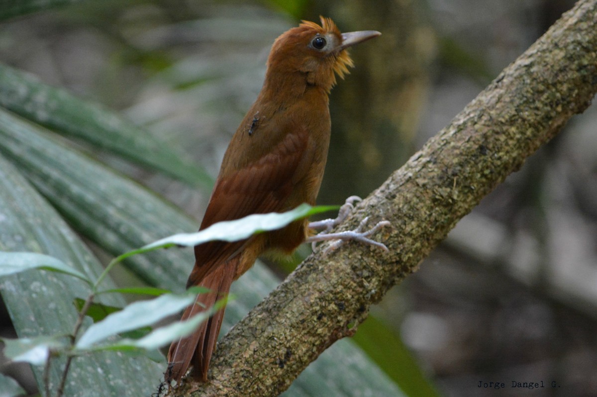 Ruddy Woodcreeper - ML78379471