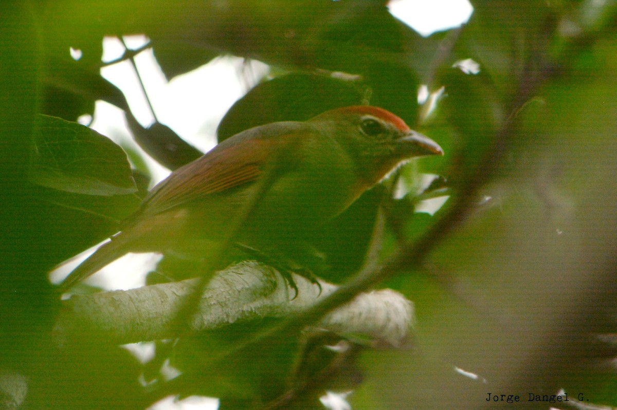 Rose-throated Tanager - ML78379981