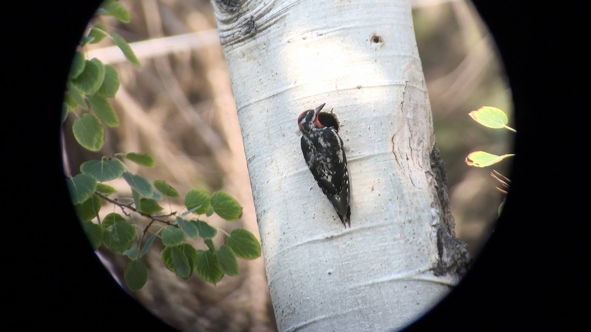 Red-naped Sapsucker - ML78380021