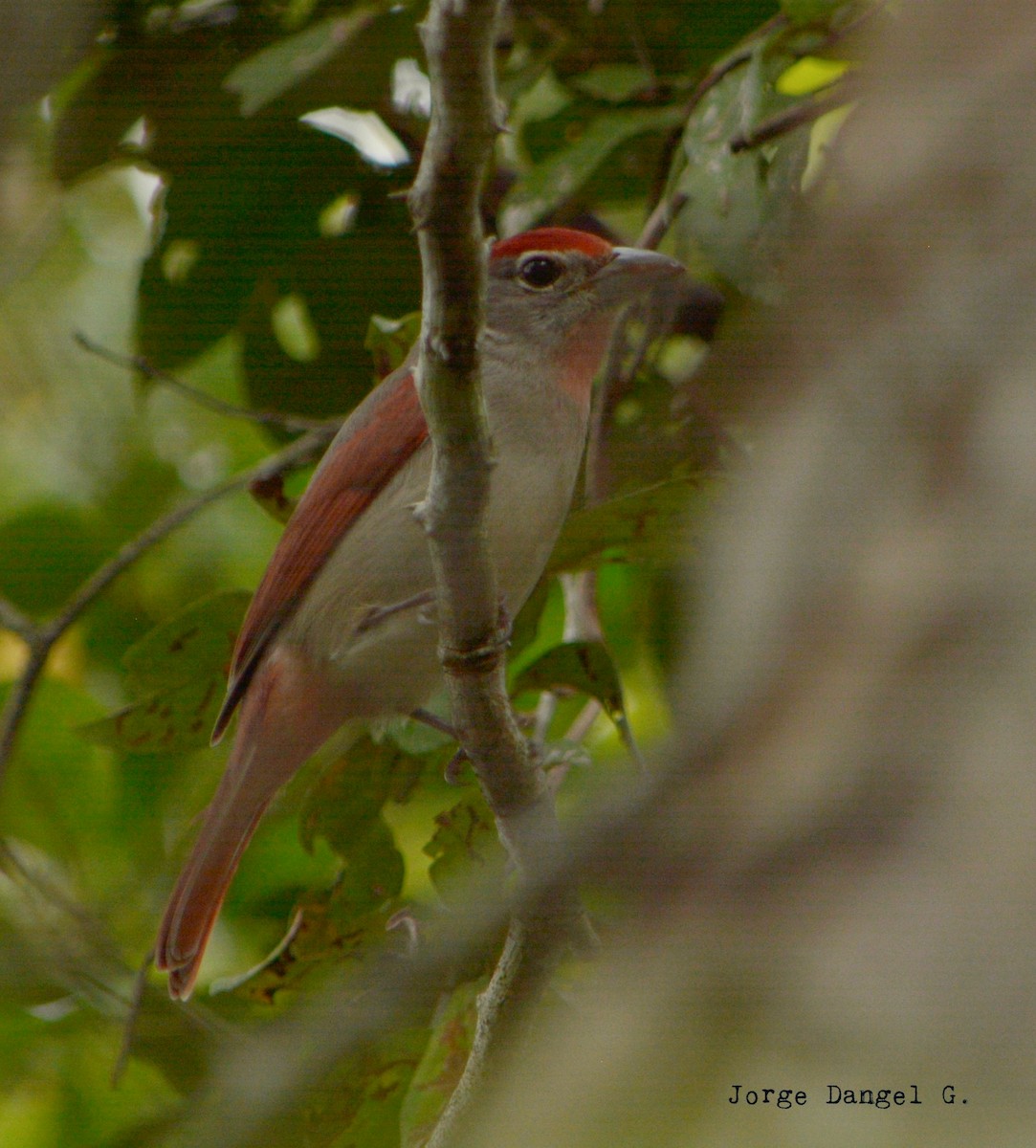 Rose-throated Tanager - ML78380041