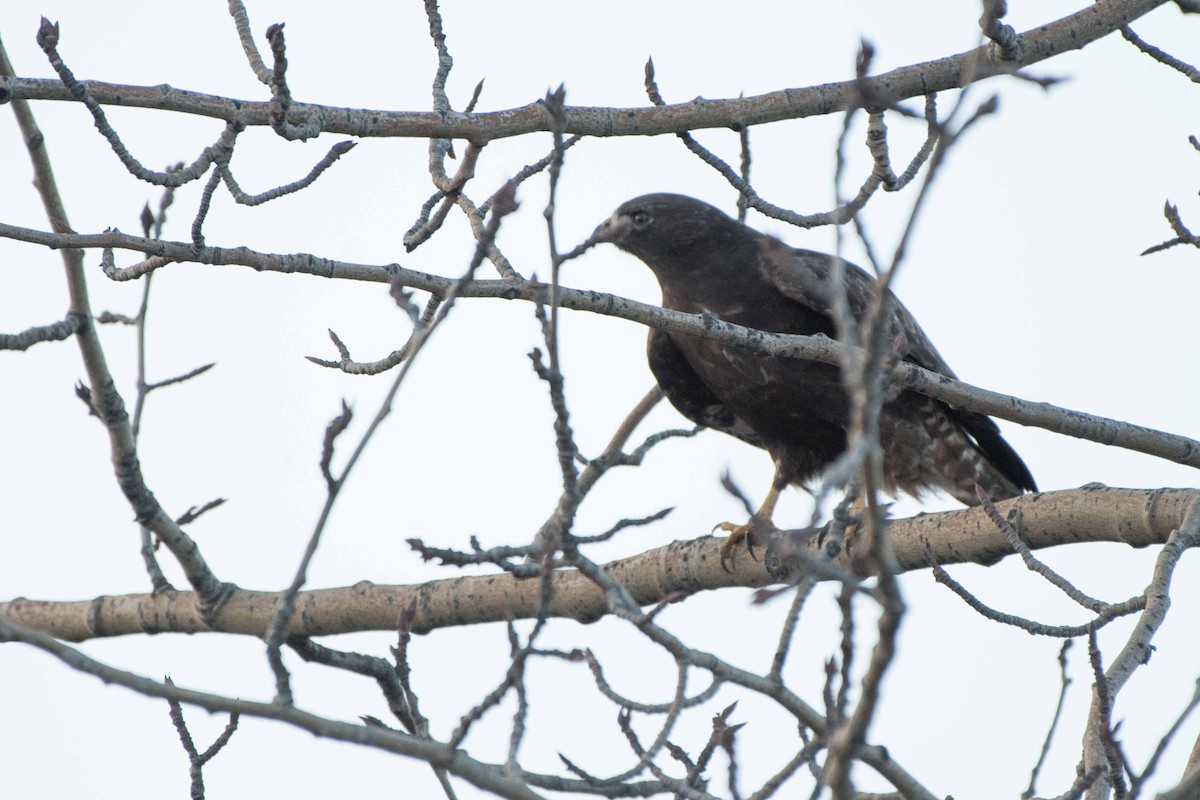 Red-tailed Hawk - ML78385031