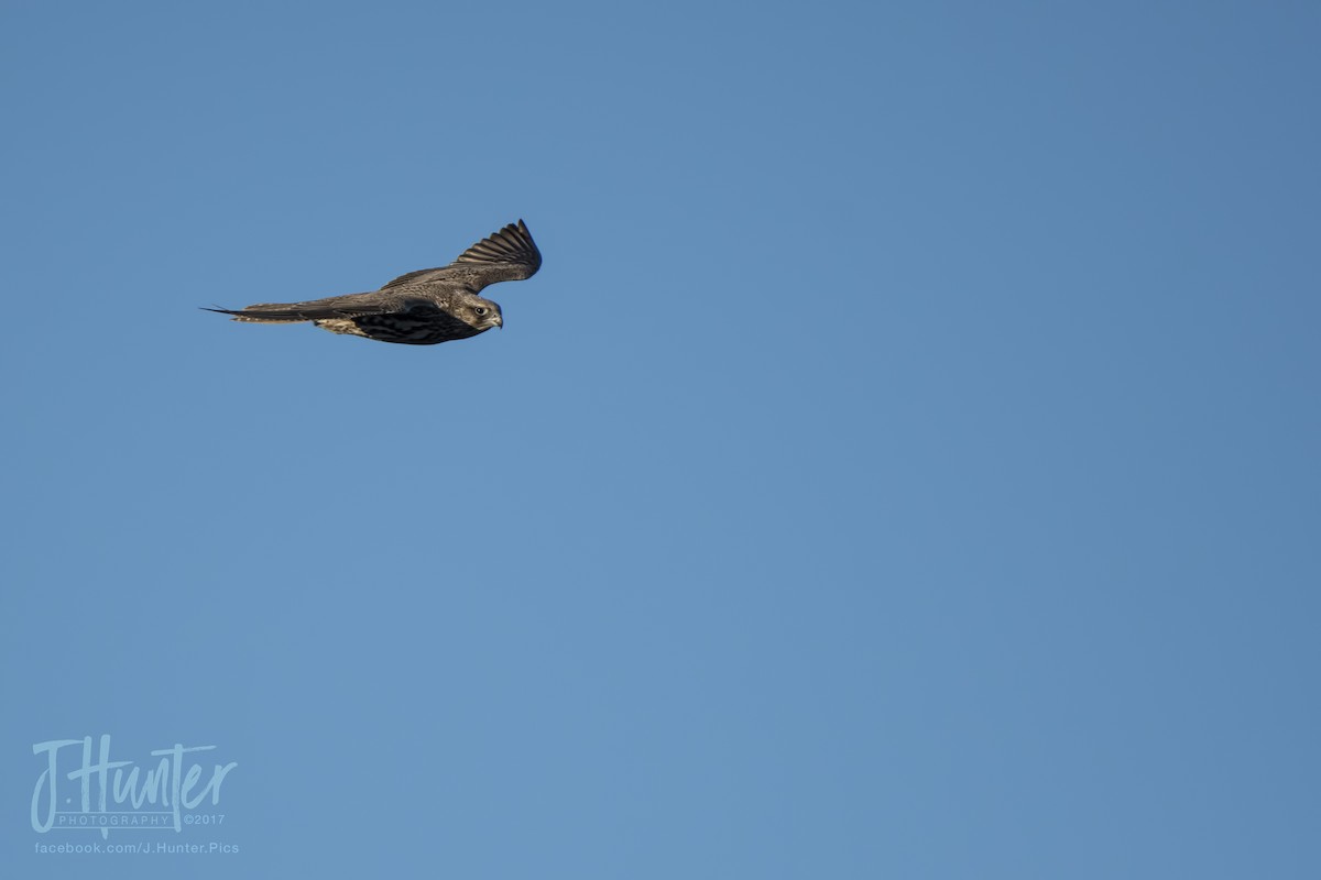 Gyrfalcon - ML78385161