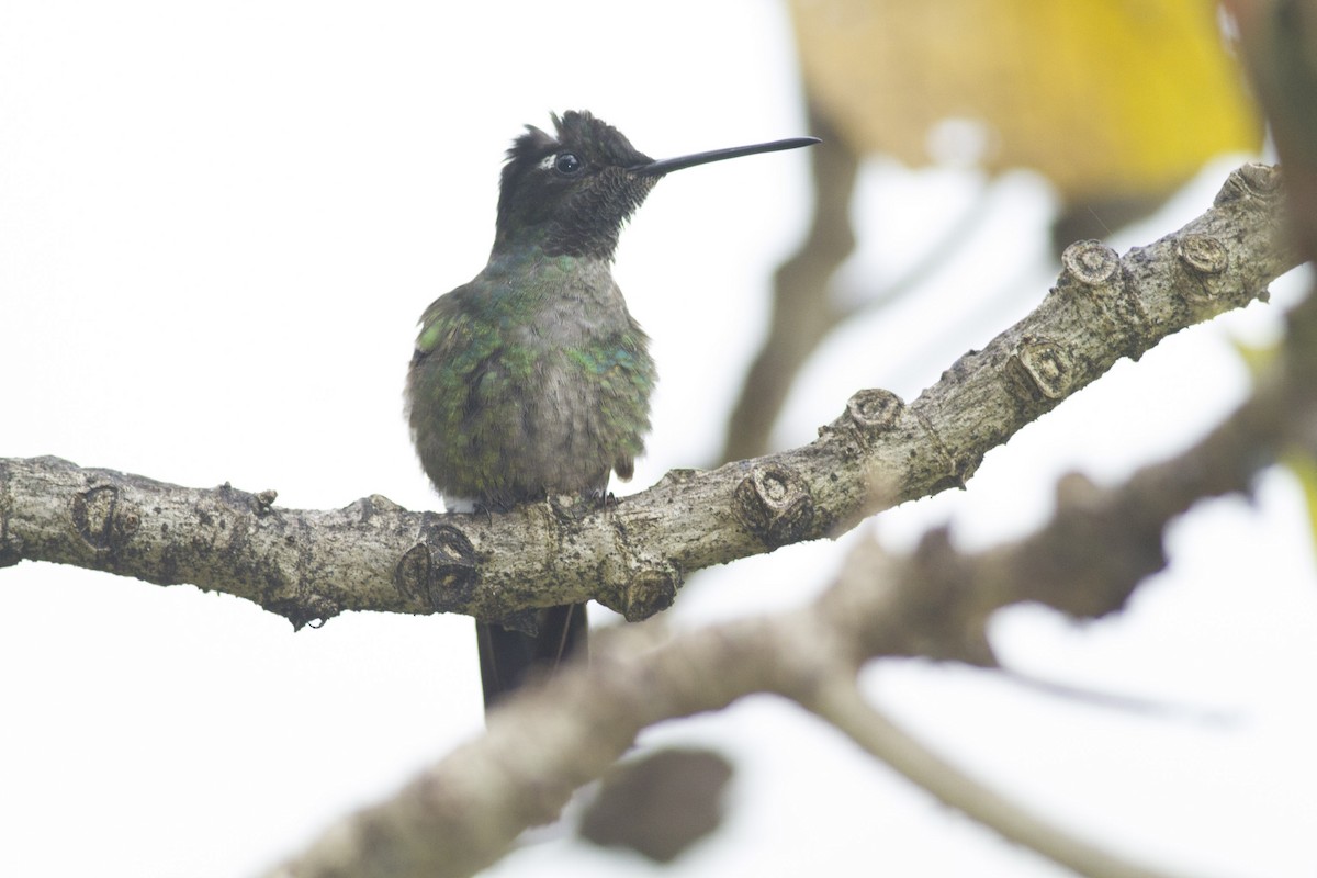 Talamanca Hummingbird - ML78385851