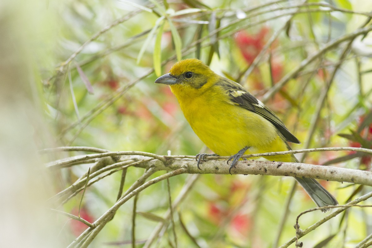 Flame-colored Tanager - ML78385871