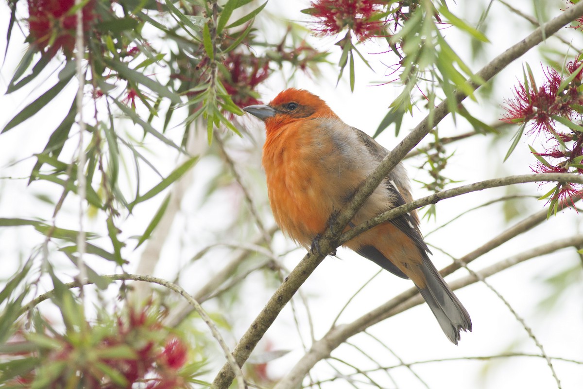 Flame-colored Tanager - ML78385881
