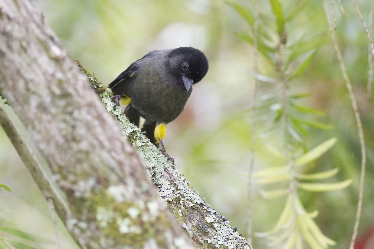 Yellow-thighed Brushfinch - ML78385891