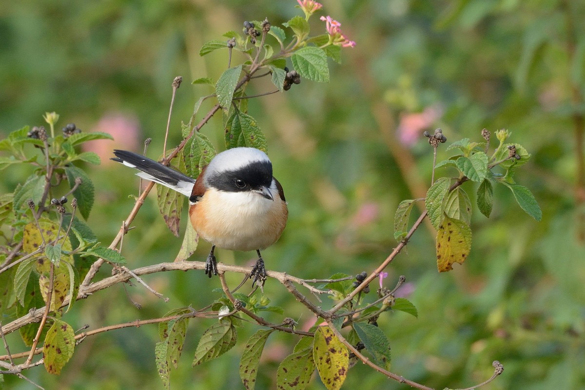 Bay-backed Shrike - Sanjay Malik