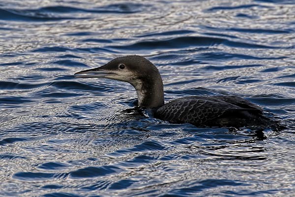 Pacific Loon - Martin Meyers