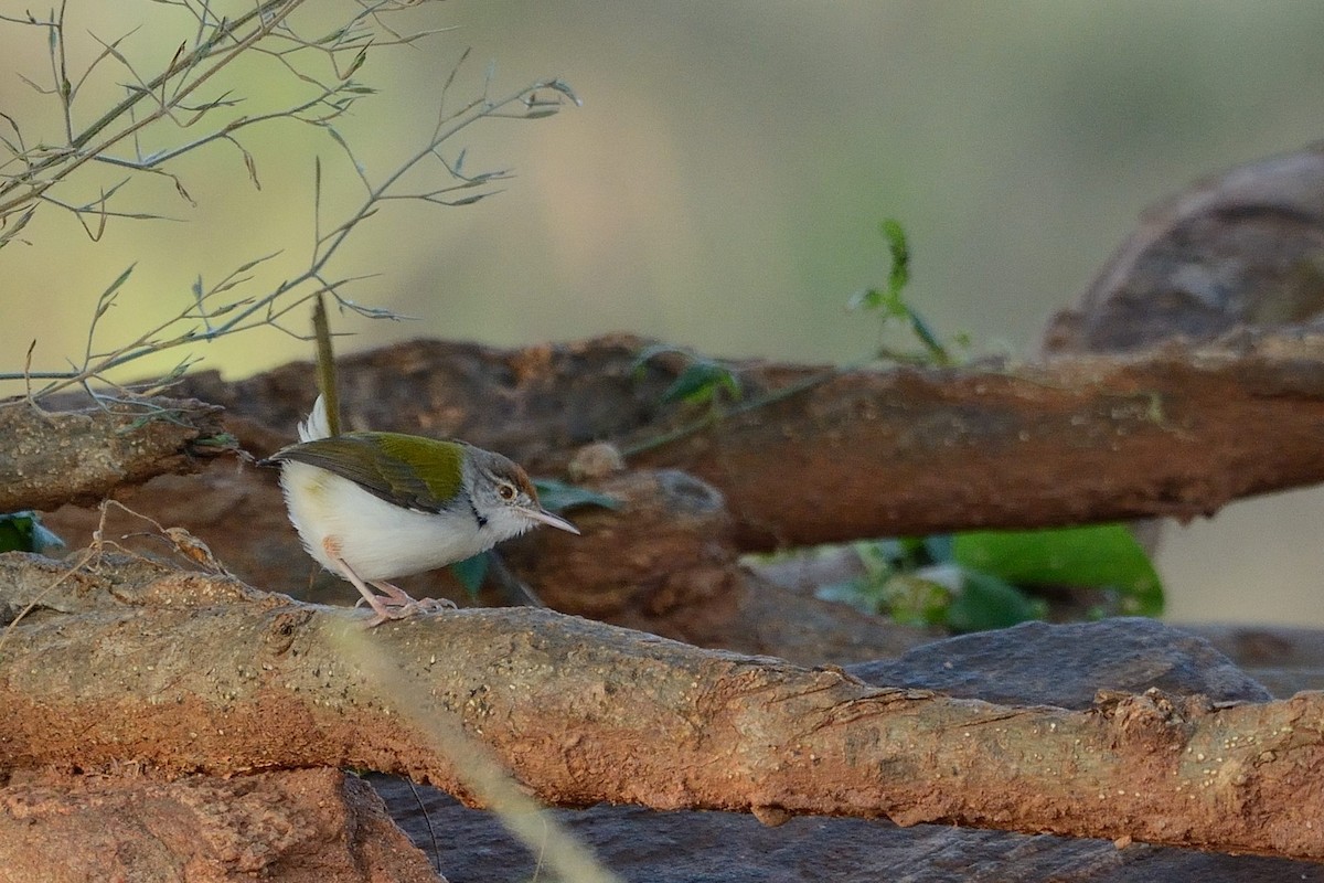 Common Tailorbird - Sanjay Malik