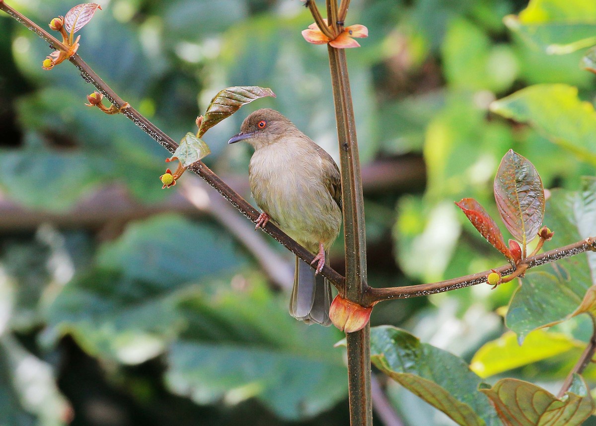 Red-eyed Bulbul - Neoh Hor Kee