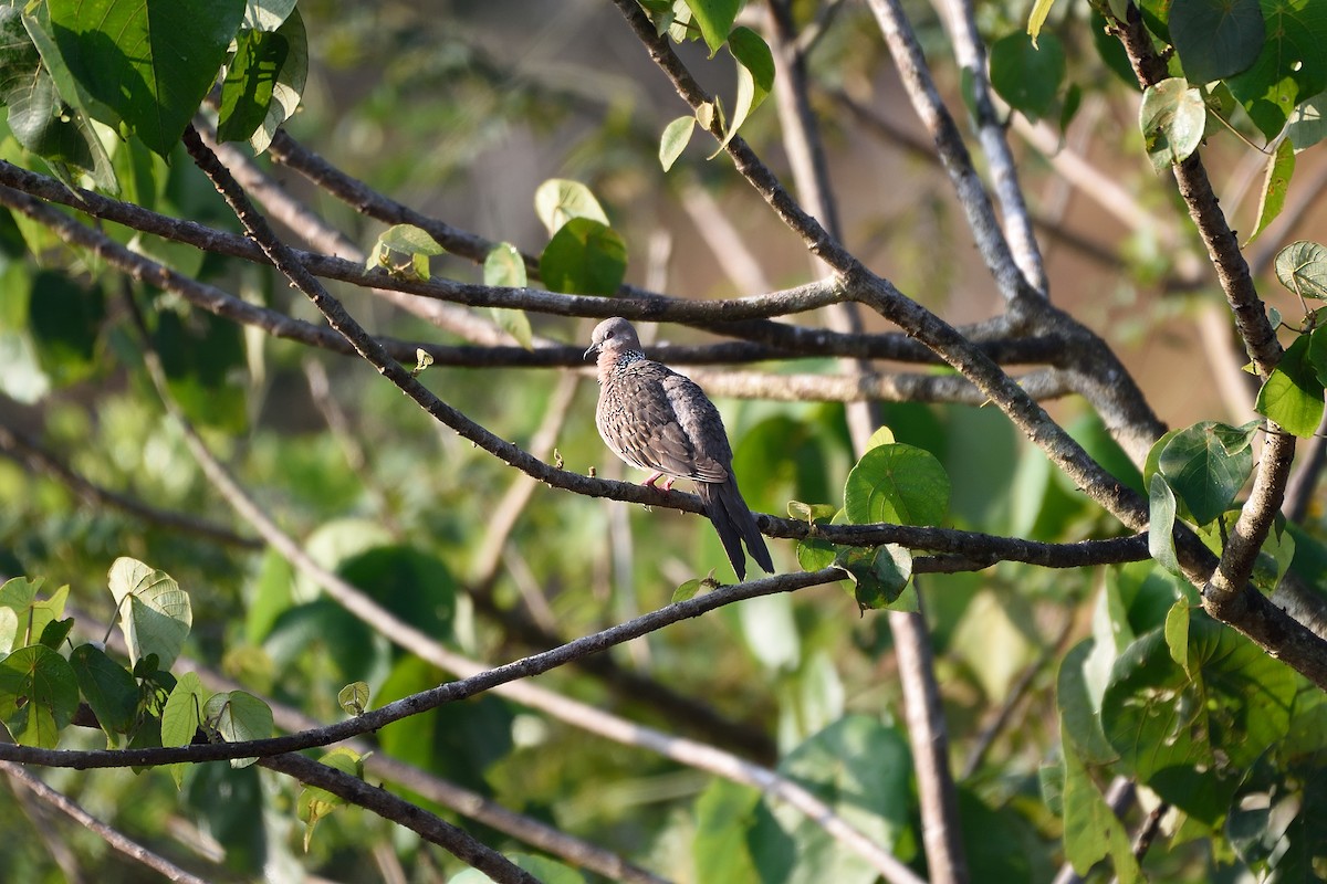 珠頸斑鳩 - ML78389331