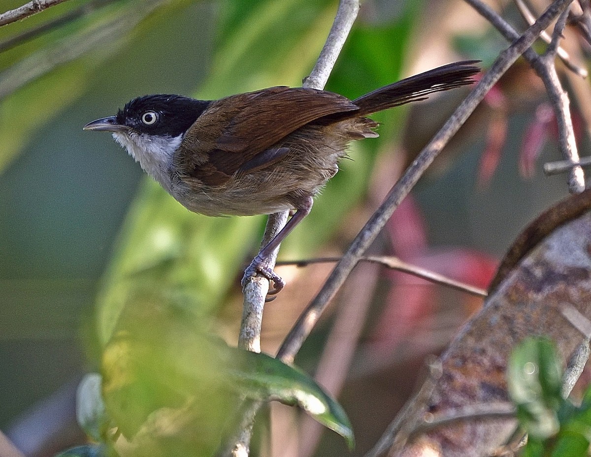 Dark-fronted Babbler - Arun Prabhu