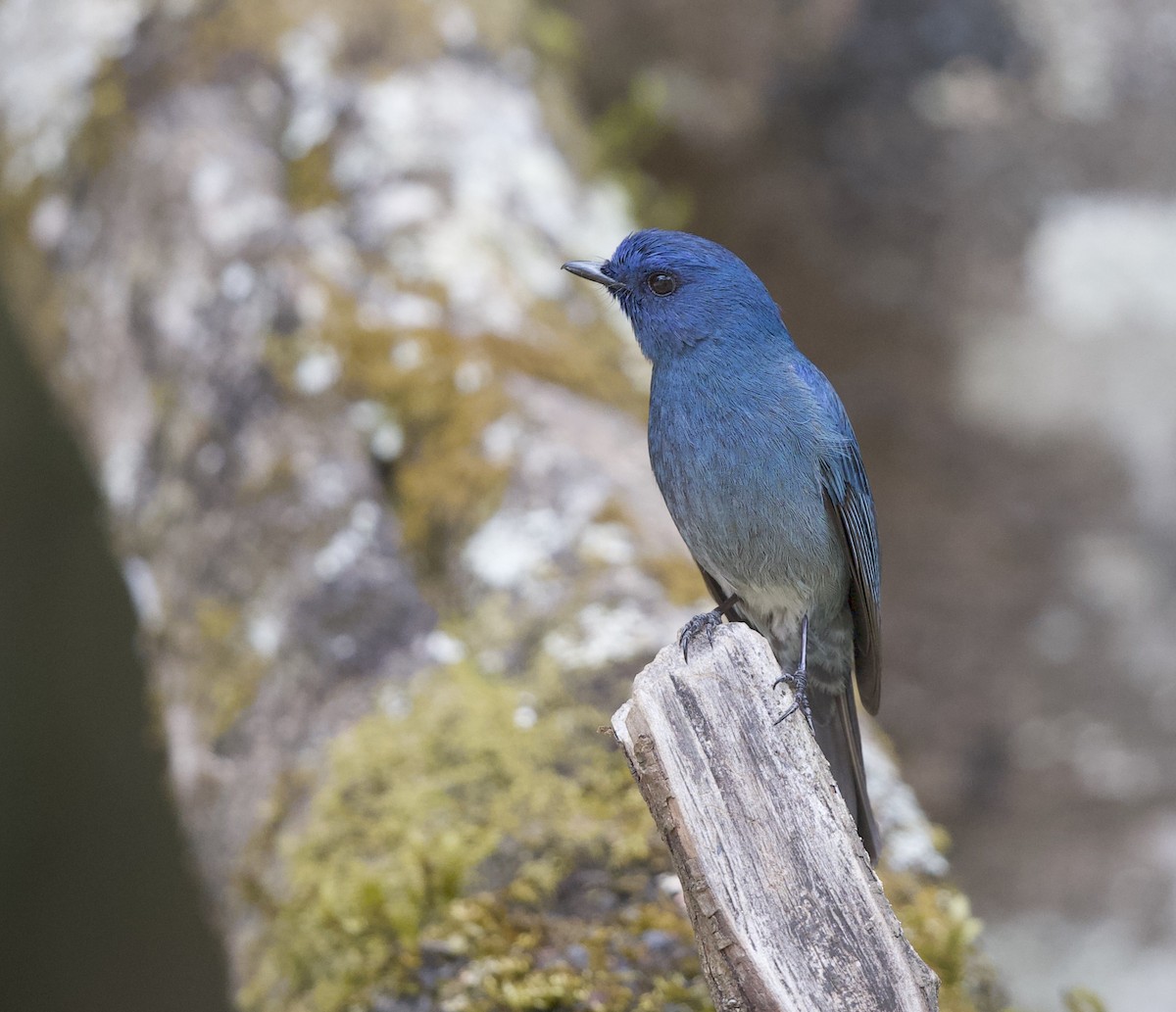 Nilgiri Flycatcher - ML78390721