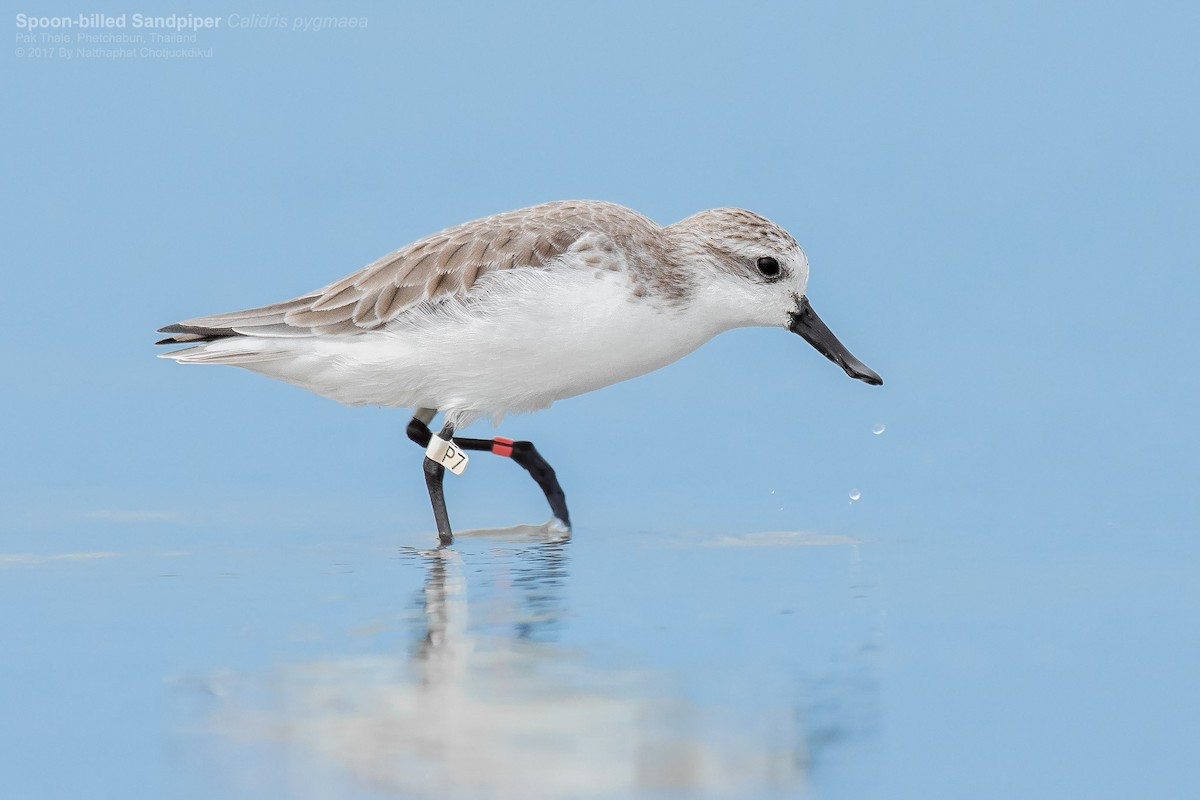 Spoon-billed Sandpiper - Natthaphat Chotjuckdikul