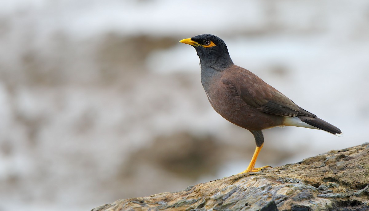 Common Myna - Albin Jacob
