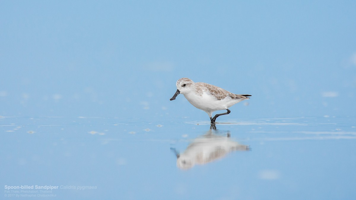 Spoon-billed Sandpiper - ML78390891