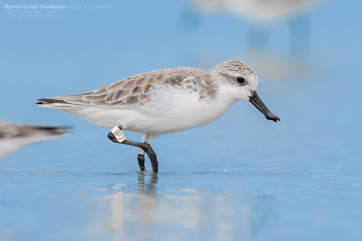 Spoon-billed Sandpiper - Natthaphat Chotjuckdikul