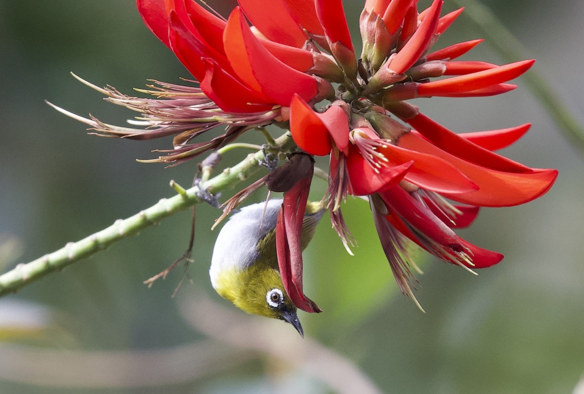 Indian White-eye - ML78390941