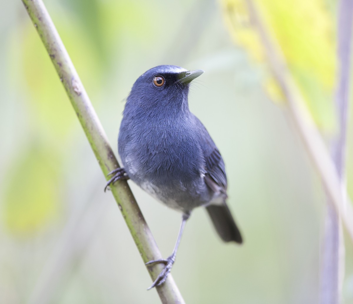 White-bellied Sholakili - ML78390981