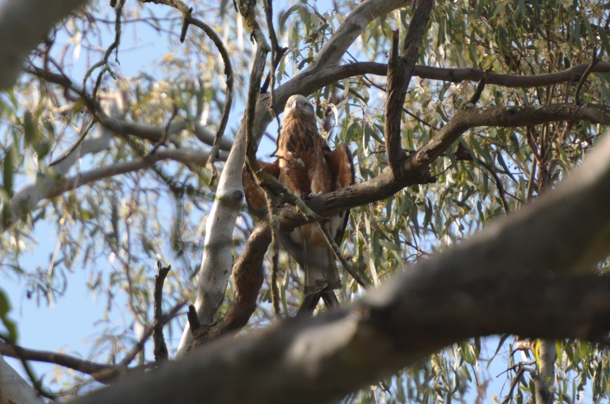 Square-tailed Kite - ML78392751