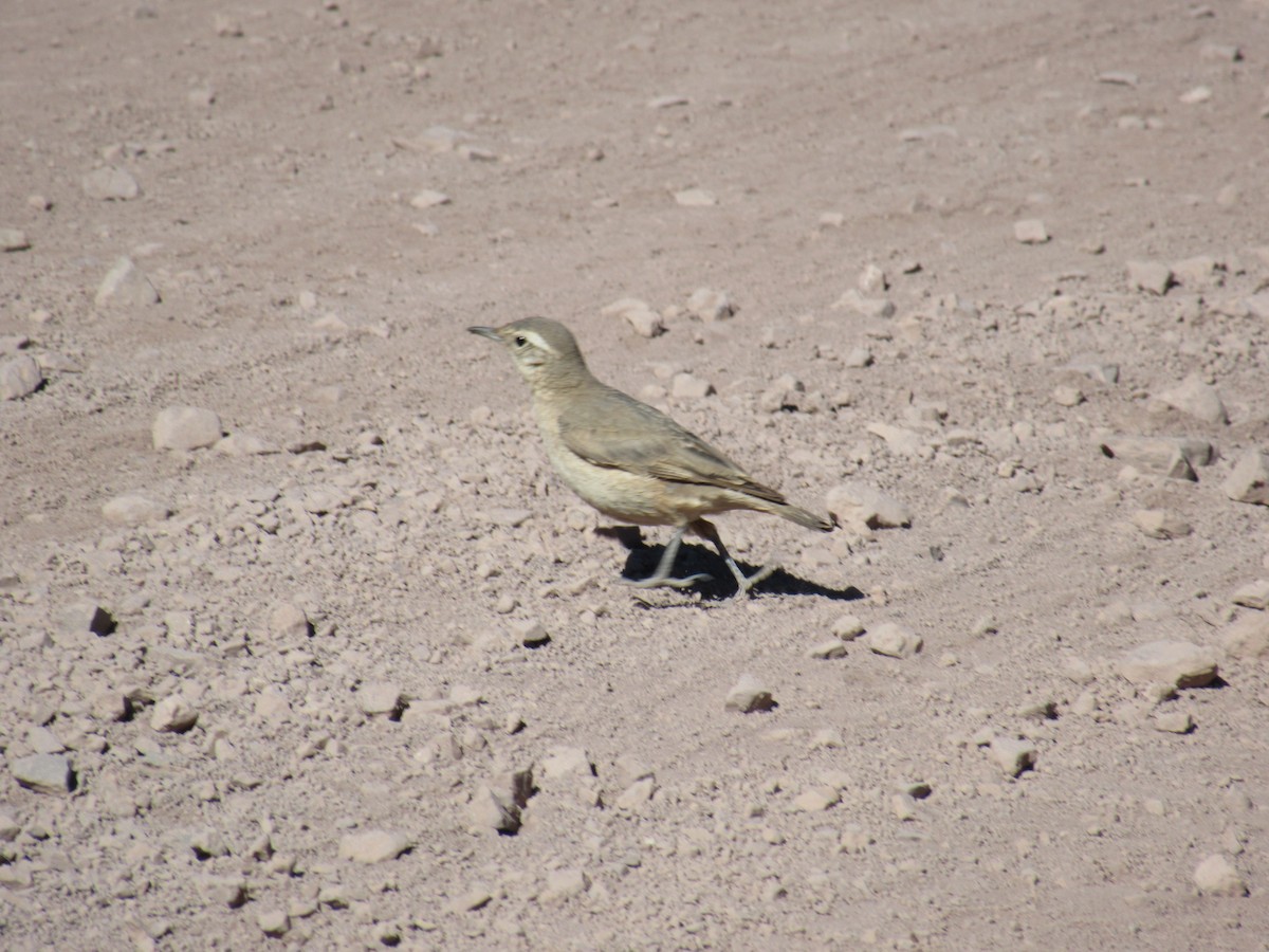 Rufous-banded Miner - ML78393241